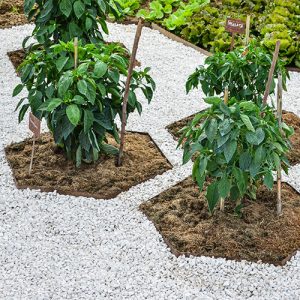 bordure giardino per piante aromatiche